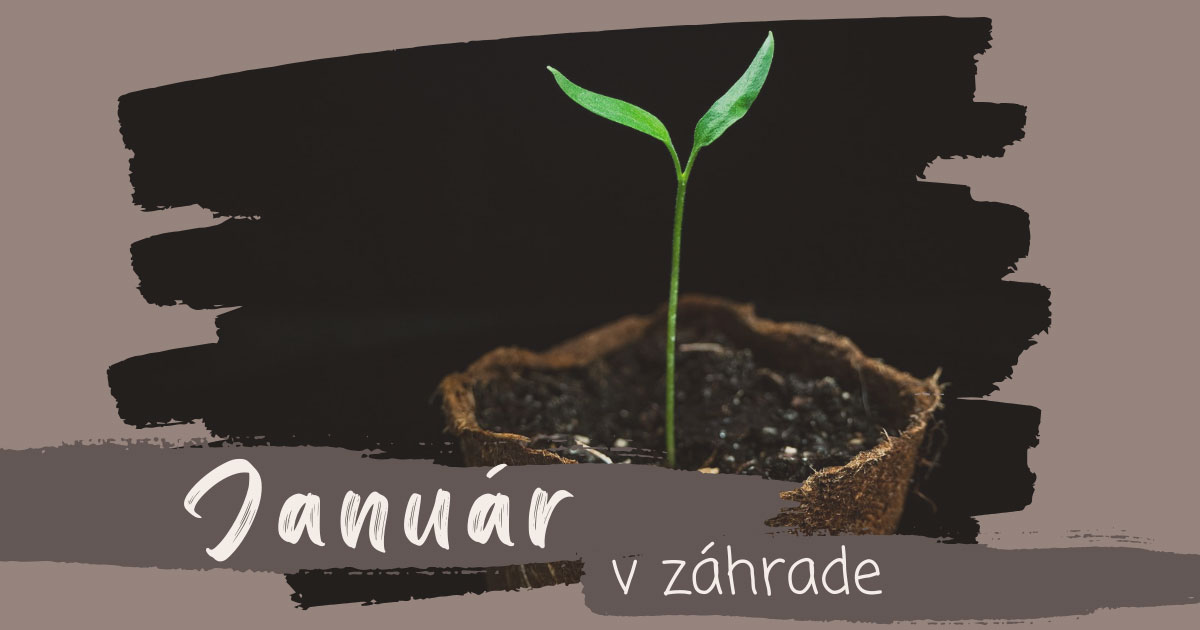 Január v záhrade | Semenárstvo