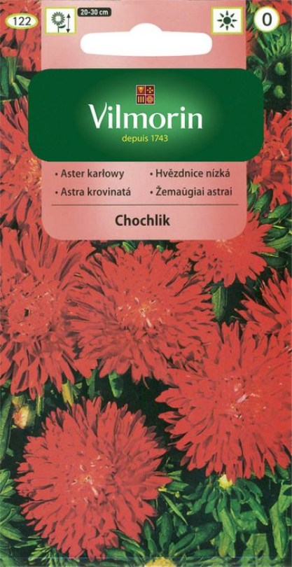 Astrovka čínska trpaslík