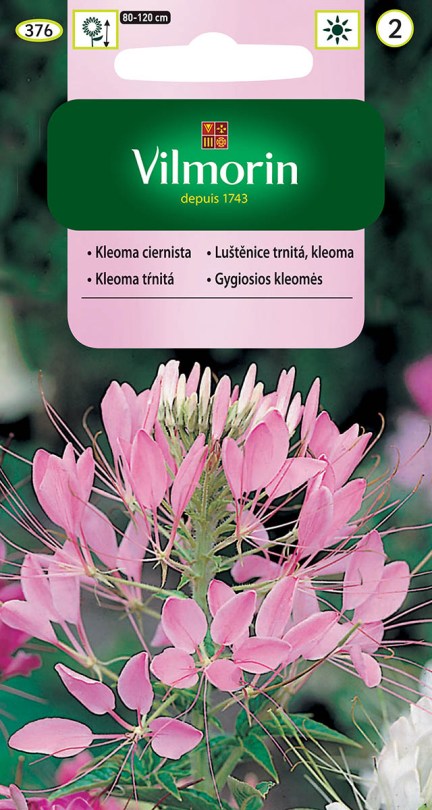Kleoma tŕnitá