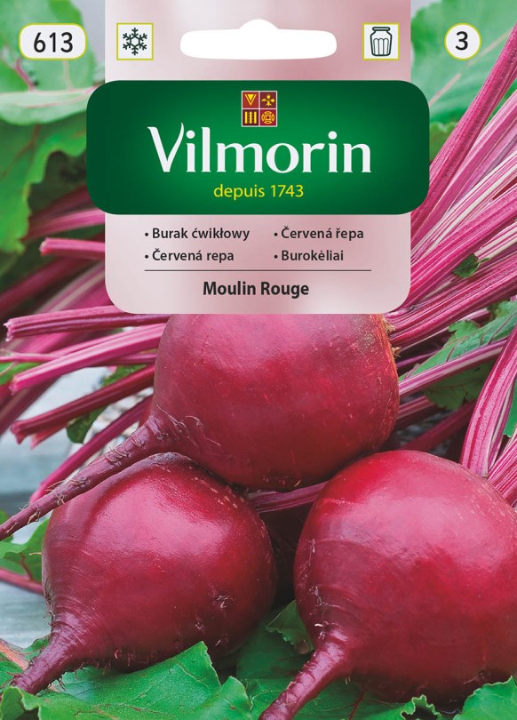 Červená repa