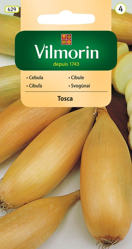 Cibuľa